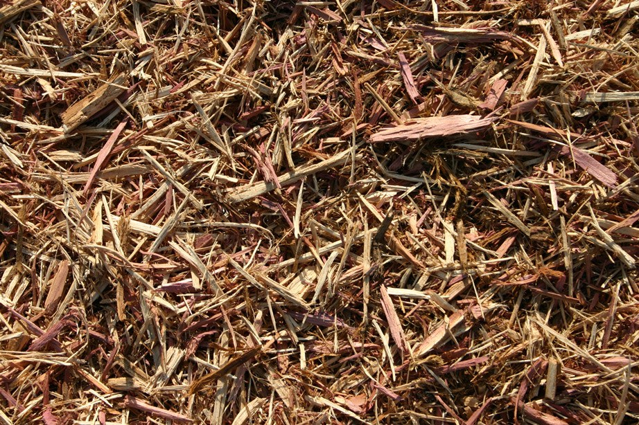 Western Red Cedar - Image 4