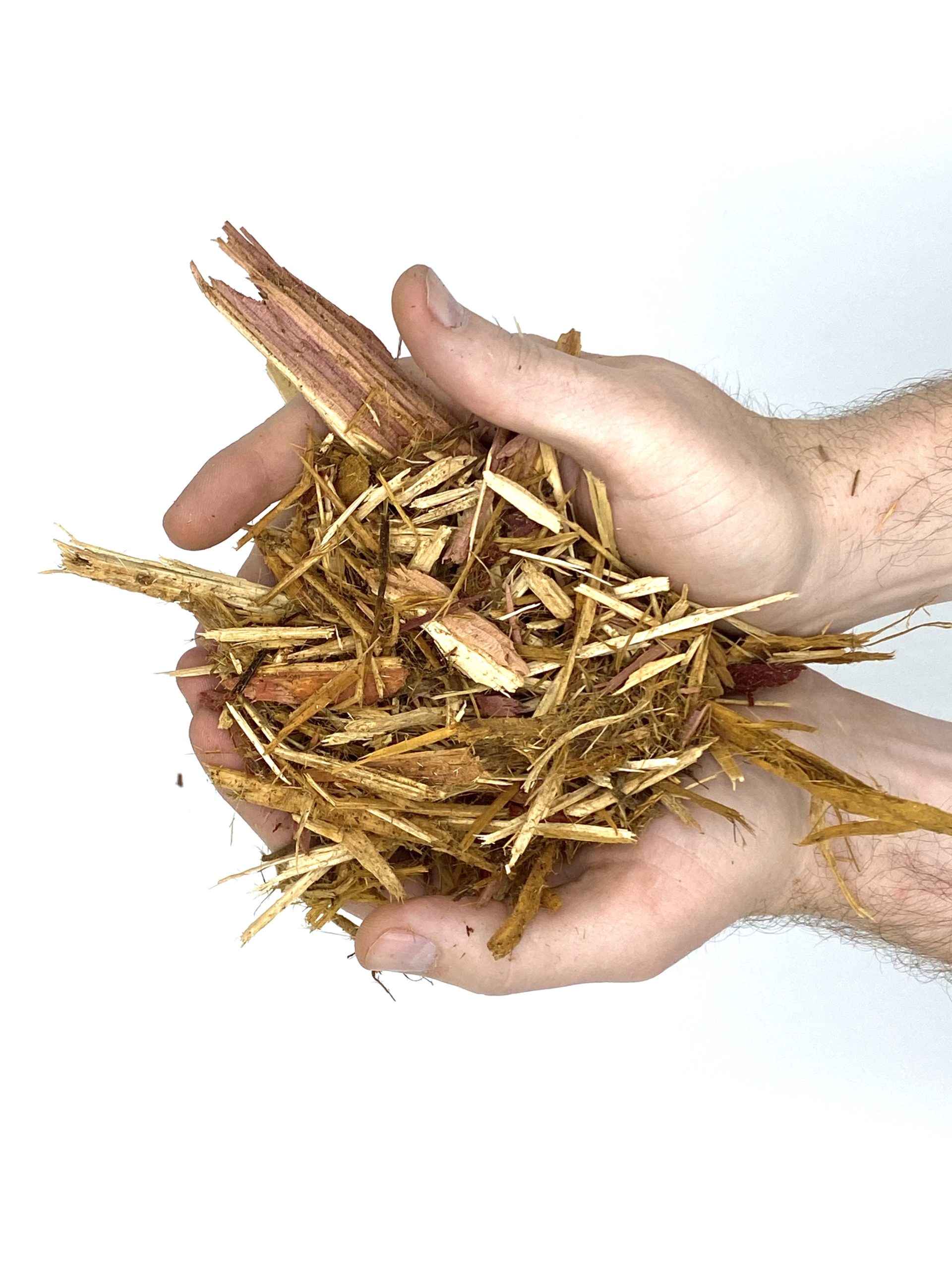 Western Red Cedar - Image 2