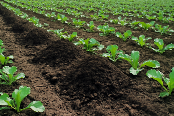 Compost in agriculture